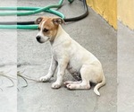 Small Chihuahua Mix