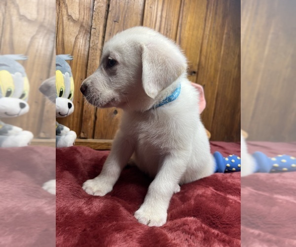 Medium Photo #5 Labrador Retriever Puppy For Sale in NEOLA, WV, USA