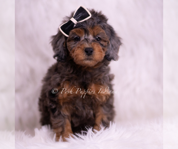 Medium Photo #113 Poodle (Toy) Puppy For Sale in WARSAW, IN, USA