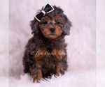 Small Photo #113 Poodle (Toy) Puppy For Sale in WARSAW, IN, USA