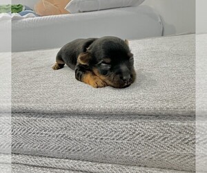 Yorkshire Terrier Puppy for sale in WEYMOUTH, MA, USA