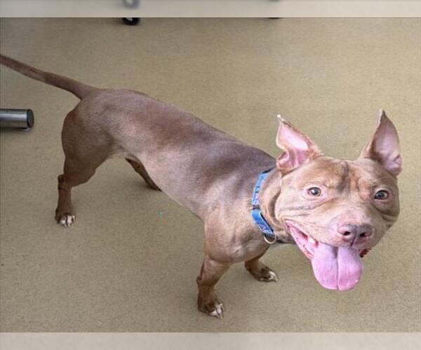 Medium Photo #1 American Pit Bull Terrier-Unknown Mix Puppy For Sale in Derwood, MD, USA
