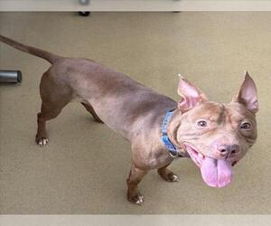 American Pit Bull Terrier-Unknown Mix Dogs for adoption in Derwood, MD, USA