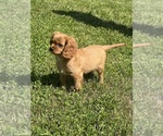 Small #3 Cavalier King Charles Spaniel