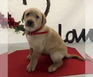 Labrador Retriever Puppy for sale in FORT PLAIN, NY, USA