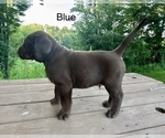 Small #3 Labrador Retriever