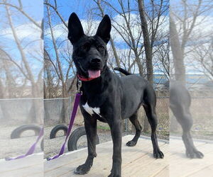 Jack - Male Mutt Dog for Adoption - Photo #4