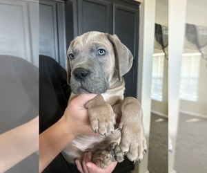 Cane Corso Puppy for sale in ROSAMOND, CA, USA