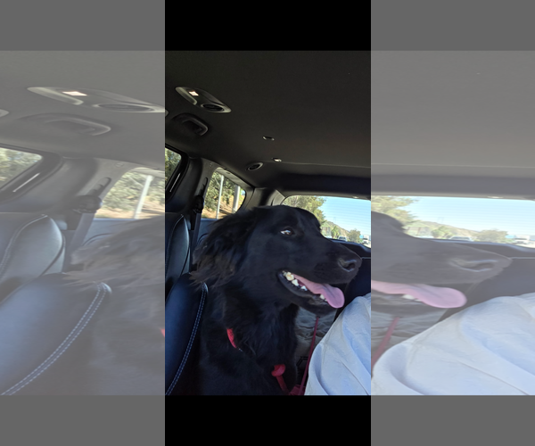 Medium Photo #5 Labrador Retriever-Unknown Mix Puppy For Sale in San Diego, CA, USA