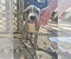 American Staffordshire Terrier Dogs for adoption in San Antonio, TX, USA