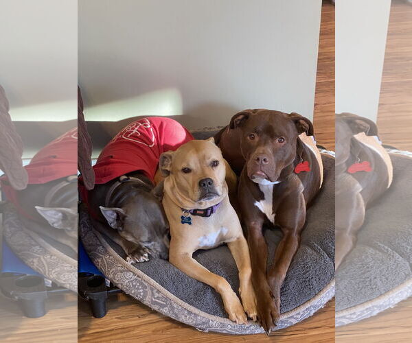 Medium Photo #4 Mutt Puppy For Sale in Sykesville, MD, USA