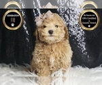 Small Photo #24 Maltipoo Puppy For Sale in WARSAW, IN, USA