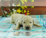 Puppy 10 English Cream Golden Retriever-Poodle (Standard) Mix