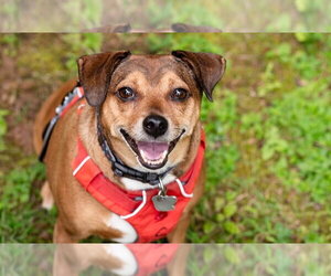 April - Female Chihuahua-Unknown Mix Dog for Adoption - Photo #4