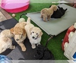 Small Photo #11 Poodle (Standard) Puppy For Sale in SAND SPRINGS, OK, USA