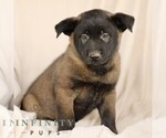 Small #1 Belgian Malinois