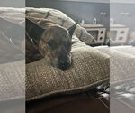 Small #2 Dachshund-Jack Russell Terrier Mix