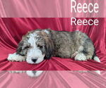 Small Photo #10 Bernedoodle Puppy For Sale in CANON CITY, CO, USA