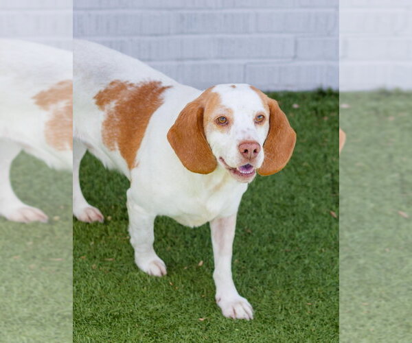 Medium Photo #2 Beagle-Unknown Mix Puppy For Sale in Canton, CT, USA