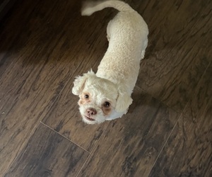 Mal-Shi Puppy for sale in WAYNETOWN, IN, USA