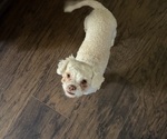 Maggie Mable - Female Mal-Shi Puppy for Sale - Small photo