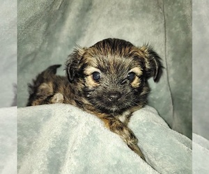 Mal-Shi-Morkie Mix Puppy for sale in FLORISSANT, MO, USA