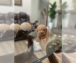 Poodle (Toy) Puppy for sale in TAMPA, FL, USA