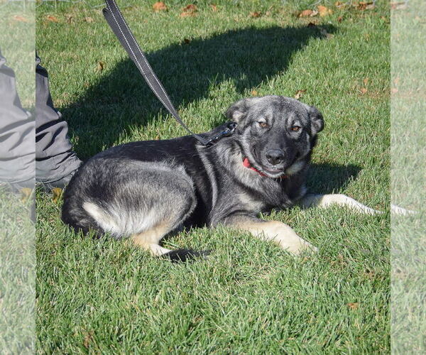 Medium Photo #4 Norwegian Elkhound Puppy For Sale in Huntley, IL, USA