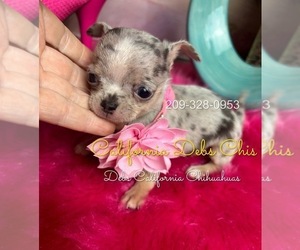 Chihuahua Puppy for Sale in TRACY, California USA
