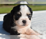 Small #6 Auss-Tzu