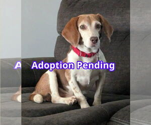 Beagle Dogs for adoption in Dunnellon, FL, USA