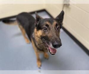 German Shepherd Dog Dogs for adoption in Denver, CO, USA
