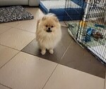 Small Photo #1 Pomeranian Puppy For Sale in MENIFEE, CA, USA