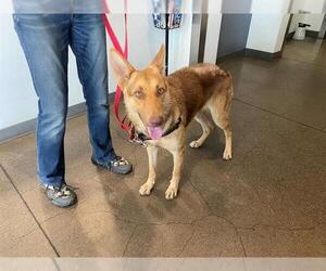 German Shepherd Dog Dogs for adoption in Berkeley , CA, USA