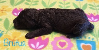 Aussiedoodle Puppy for sale in WAUSEON, OH, USA