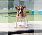 Small #2 Boxer Mix