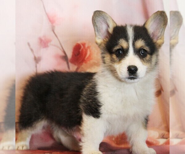 Medium Photo #2 Pembroke Welsh Corgi Puppy For Sale in COATESVILLE, PA, USA
