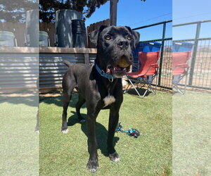 Mutt Dogs for adoption in Goodyear, AZ, USA