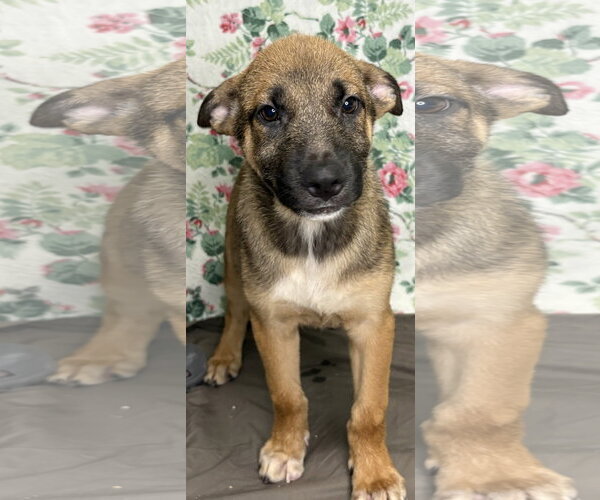 Medium Photo #2 Mutt Puppy For Sale in Wetumpka, AL, USA