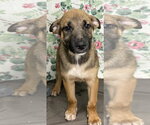 Small #1 Mutt