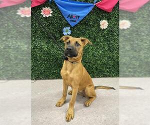 German Shepherd Dog Dogs for adoption in Grasswood, Saskatchewan, Canada