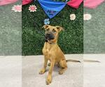 Small German Shepherd Dog