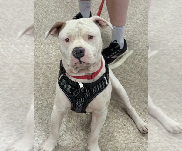 Medium Photo #4 American Pit Bull Terrier-American Staffordshire Terrier Mix Puppy For Sale in Wenonah, NJ, USA