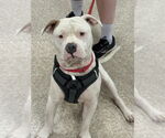 Small #3 American Pit Bull Terrier-American Staffordshire Terrier Mix