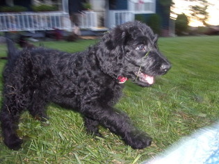 Labradoodle Puppy for sale in LEBANON, OH, USA