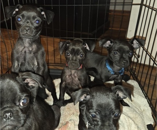 Medium Photo #1 Muggin Puppy For Sale in HILLSDALE, MI, USA