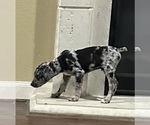 Small Photo #5 Catahoula Leopard Dog Puppy For Sale in SPRING, TX, USA