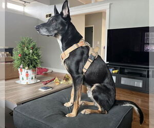 Sigmond - Male Australian Kelpie-German Shepherd Dog Mix Dog for Adoption - Photo #3