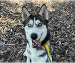 Small #4 Siberian Husky