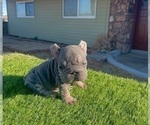 Small #12 French Bulldog